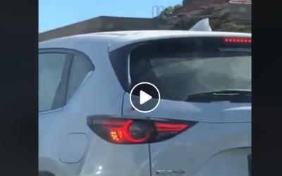 Giant Spider Crawls into Car